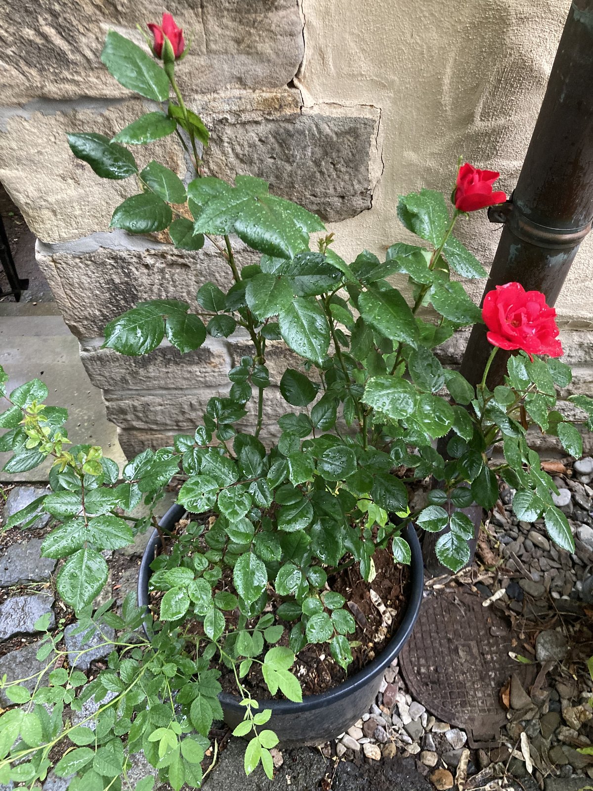 Rose(ngewächse)