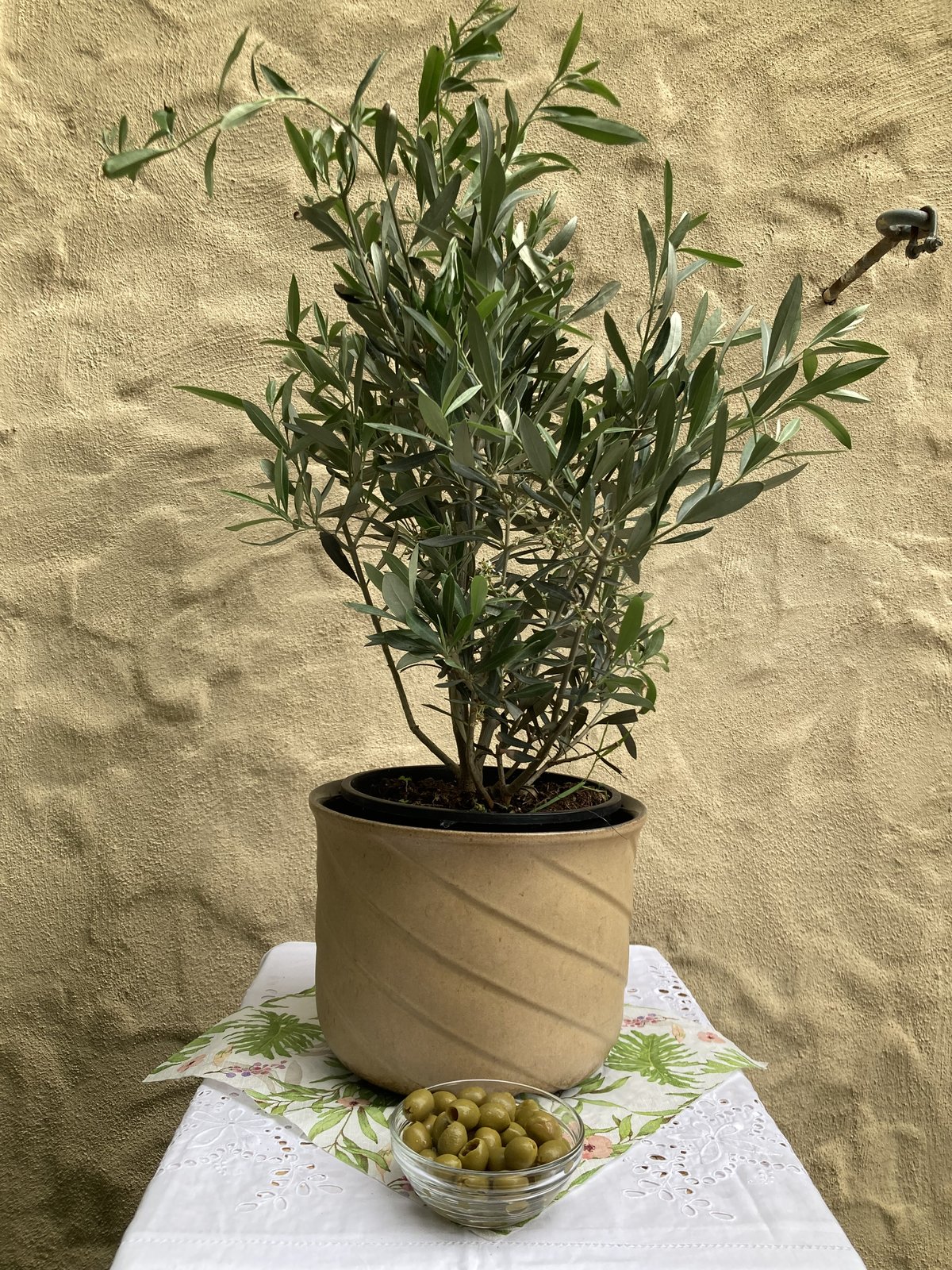 Ölbaum / Olive