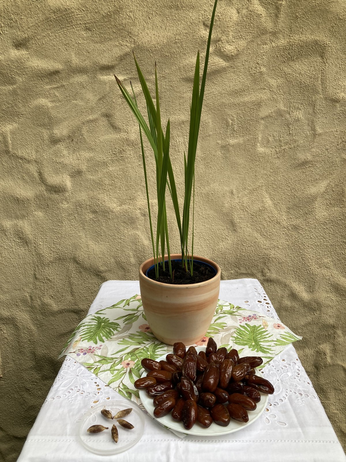 Palmbaum / Dattelpalme
