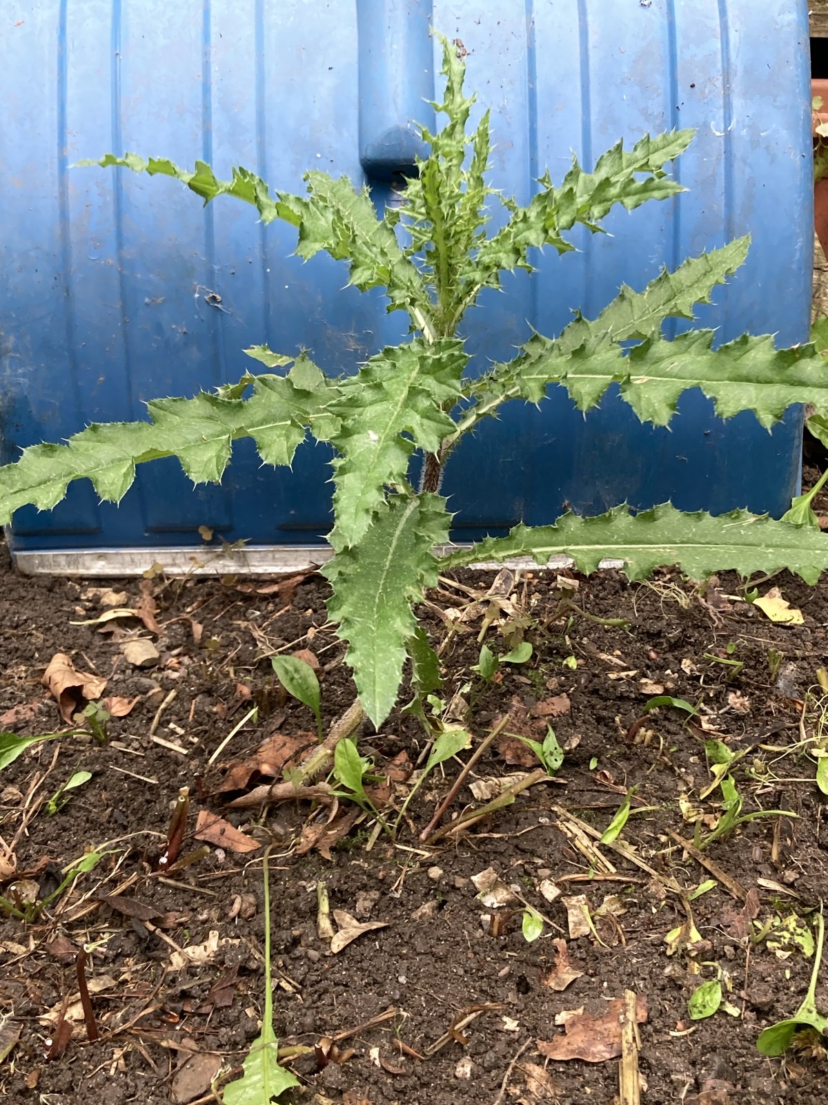 Distel - Ackerkratzdistel