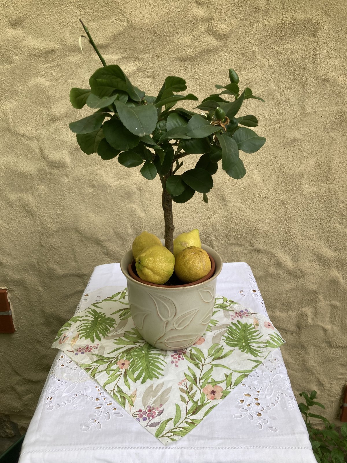 Zitrone - Zitronatzitrone / Etrog
