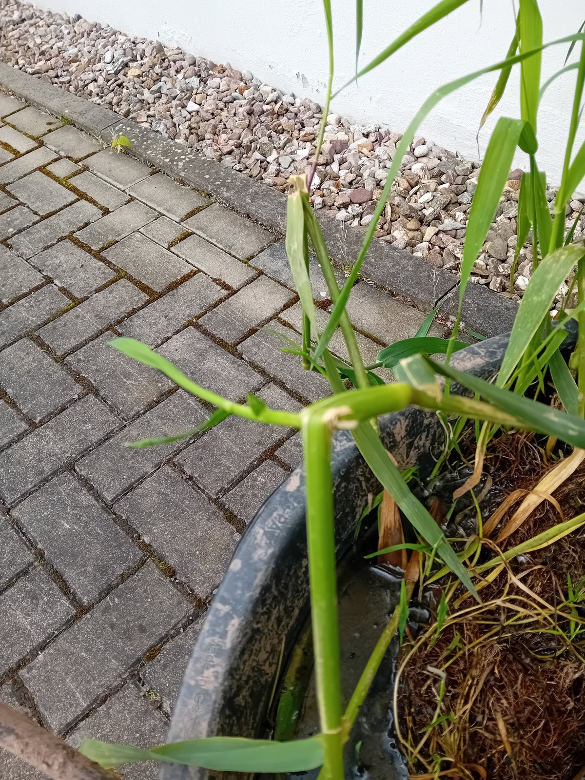 Schilf / Rohr